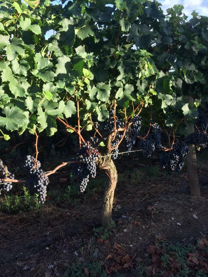 מונטן Au Charmant Des Vignes מראה חיצוני תמונה